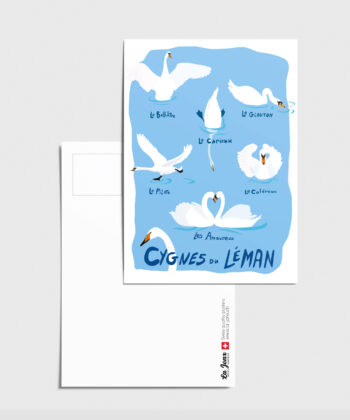 Carte postale des Cygnes du Léman